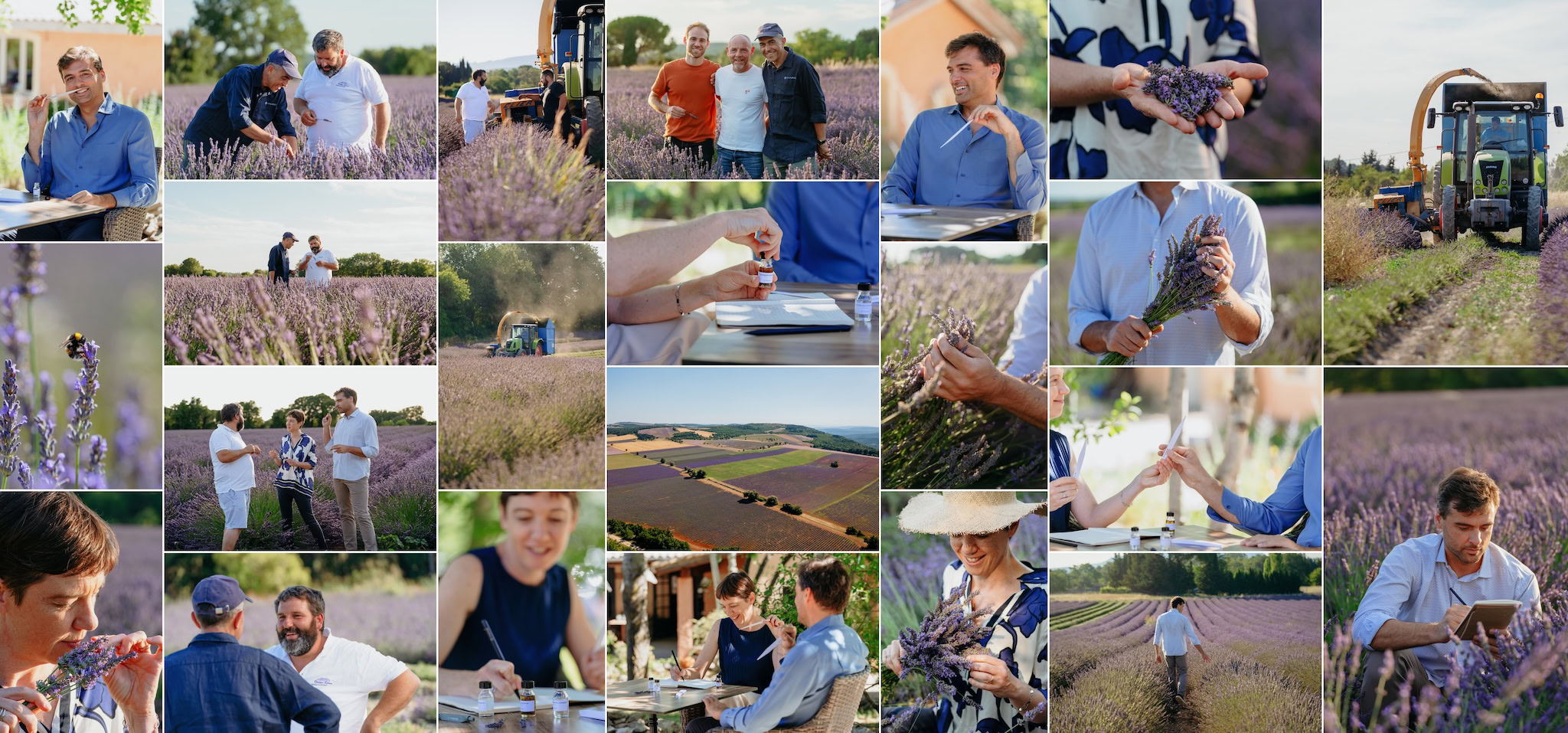 Reportage photo et vidéo corporate MANE — récolte du lavandin en Provence
